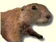 Chien de prairie