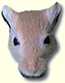 Gerbille