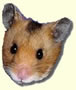 hamster