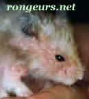 eczema hamster