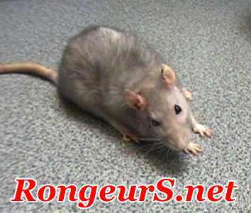 Neuro: Trouble de l'équilibre chez le rat Torticolis