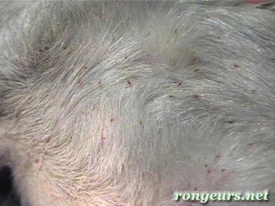Dermato: Poux Polyplax spinulosa