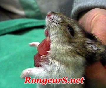 Digestif: Bajoue: dévagination retournement du hamster