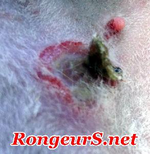 Tumeur: Lymphome malin épithéliotrope du rat