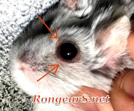 Oeil: Entropion Chalazion chez le Hamster