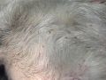 dermatonyssus_macro.jpg