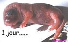 gerbille1.jpg