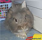 Portrait de 	Gribouille	