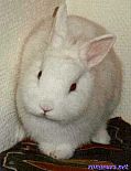 Portrait de Mon Bunny