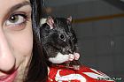 Portrait de 	Ratatouille	