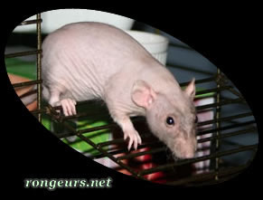 Horreur, Malheur !!