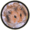 le hamster syrien