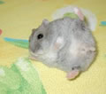 hamster nain obese