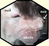 Abcès du lapin nain 
