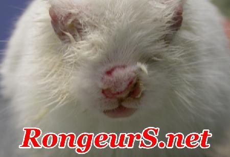 Virose Contagieuse: Myxomatose du lapin 