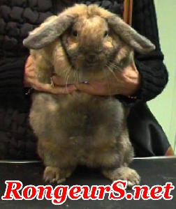 Obesite du lapin nain 