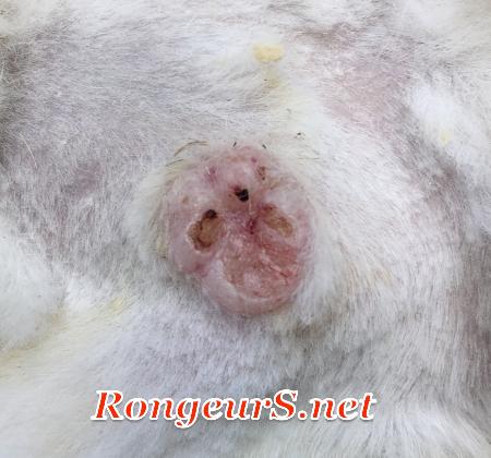 Tumeur du poil ou Trichoblastome chez le lapin
