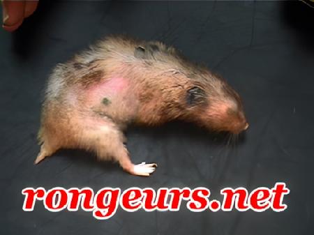 Dermato: Maladie de Cushing du hamster agé Dermato: Maladie de Cushing du hamster agé