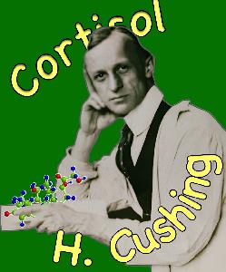 H Cushing Dermato: Maladie de Cushing du hamster agé