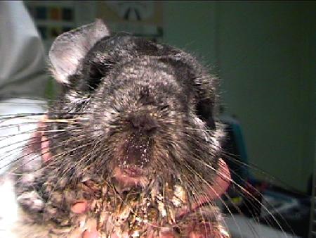 Respiratoire: Aérosol Thérapie lapin rat cochon d'Inde