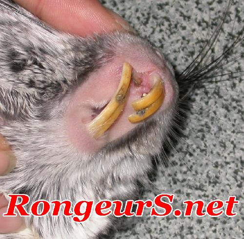 Digestif: Malocclusion dentaire chinchilla (incisives)