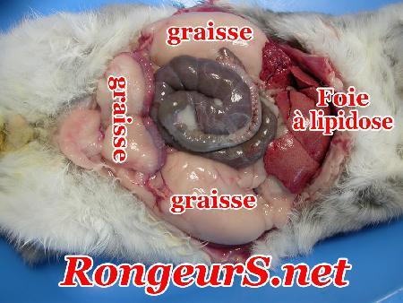 Obesité pathologique du lapin Obesité mortelle - autopsie