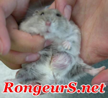 tumeur superficielle de l'abdomen du hamster russe