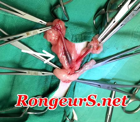 Reproduction: Hemorragie Vaginale adénomyose du rat