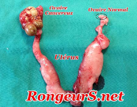 Tumeur: Tumeur des ovaires de la lapine