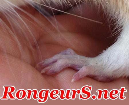 Respi : Insuffisance Cardio Respiratoire du Rat agé