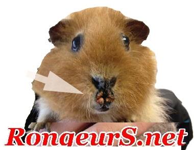 Dermato: Chéilite du Cochon d'Inde 