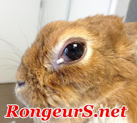 Abcès derrière l'oeil chez le lapin 