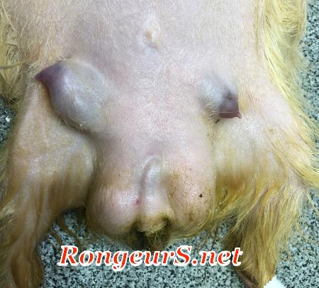 Repro: Cochon d'Inde Mâle à GynecoMastie