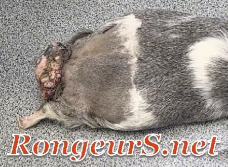 Tumeur de la Glande SupraCaudale du Cochon d'Inde Mâle 