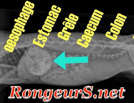 Digestif: Maladies de l'estomac Stase ou Tympanisme Digestif: Maladies de l'estomac Stase ou Tympanisme