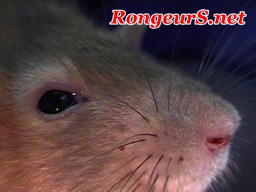 Resp: Mycoplasmose Respiratoire Murine (rat)
