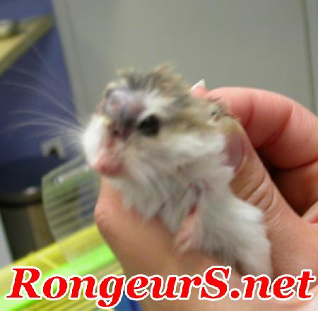 Tumeur: Trichofolliculome du hamster