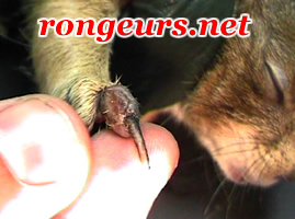 Dermite des doigts 