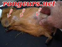 Tumeur: Hypertrophie ganglionnaire: Leucemie du cobaye 