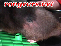 Dermato: glandes des flancs chez le hamster doré 