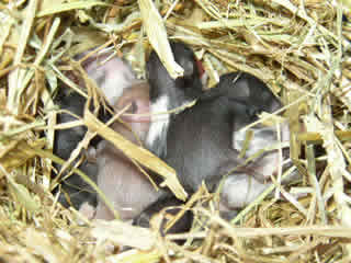 Bebes hamsters