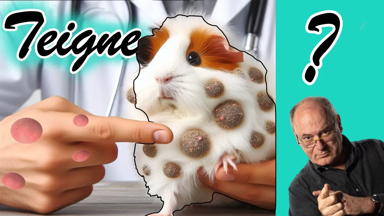 You are currently viewing 🐹 Nouvelle vidéo : Tout savoir sur la teigne du cochon d’Inde – Symptômes, traitement et risques pour l’humain