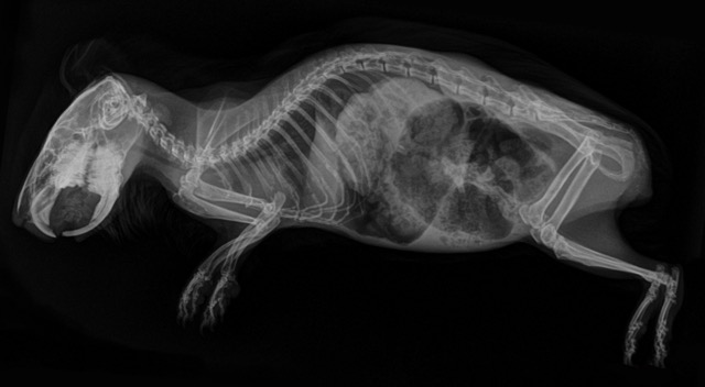 body scan d'un cochon d'inde