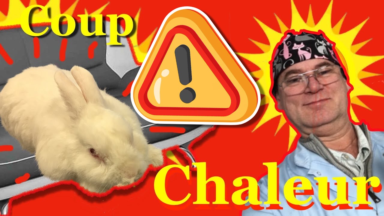 You are currently viewing Canicule : attention au coup de chaleur chez le lapin et les Rongeurs