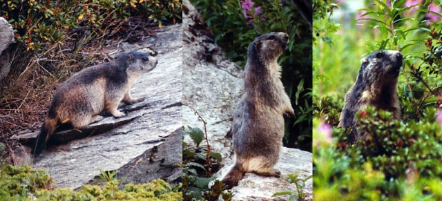 Marmotte Alpine