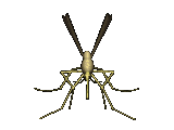 Myxomatose moustique