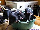 Photo de Rat Piscine