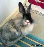 Portrait de Choko