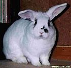 Photo de Lapin Archi