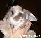 Photo de Lapin Arthur